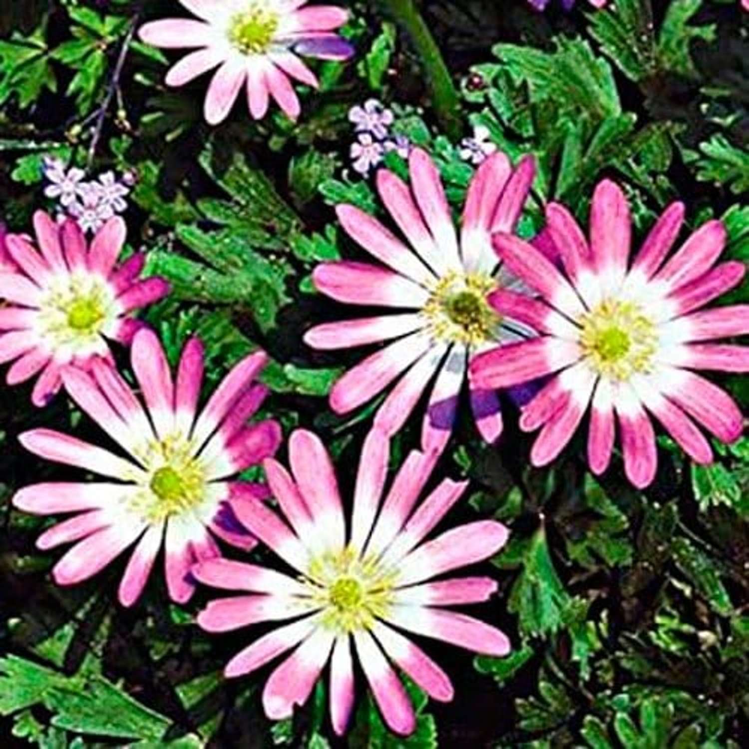 Anemone Pink Star - Blomsterverden
